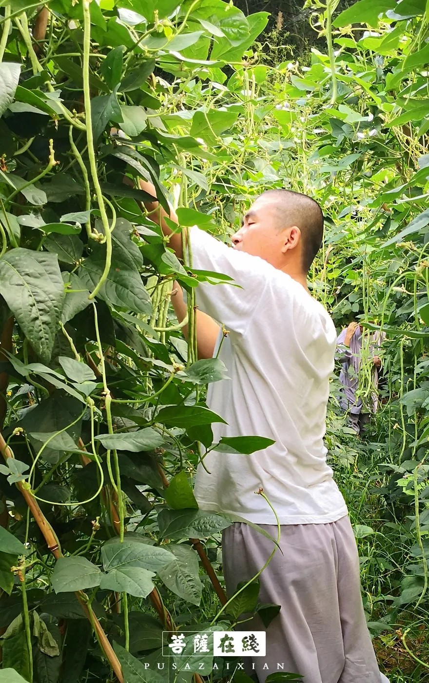 摄影-关门闭寺百余天,各大寺院僧众实修生活集锦 摄影-关门闭寺百余天,各大寺院僧众实修生活集锦