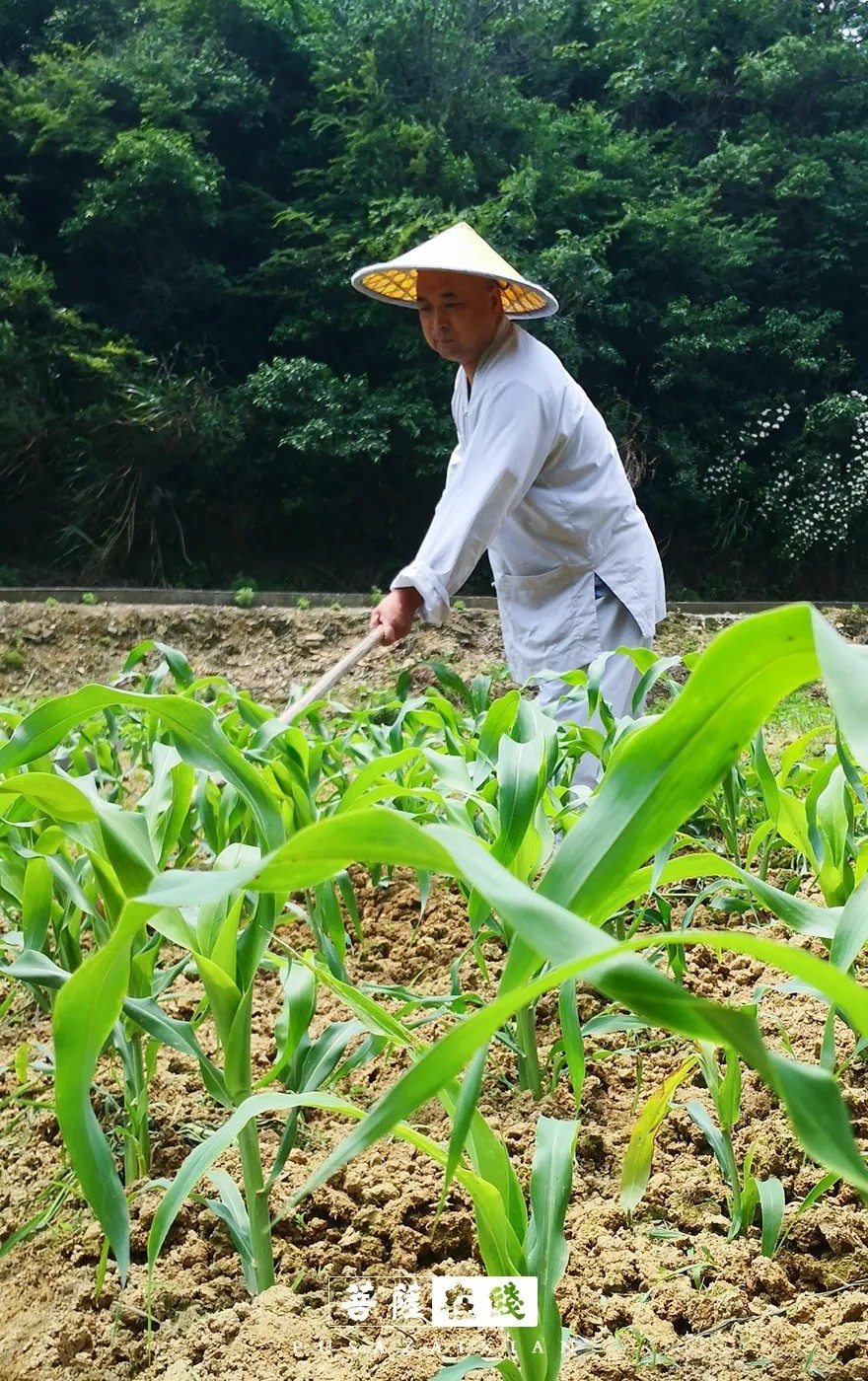 摄影-关门闭寺百余天,各大寺院僧众实修生活集锦 摄影-关门闭寺百余天,各大寺院僧众实修生活集锦