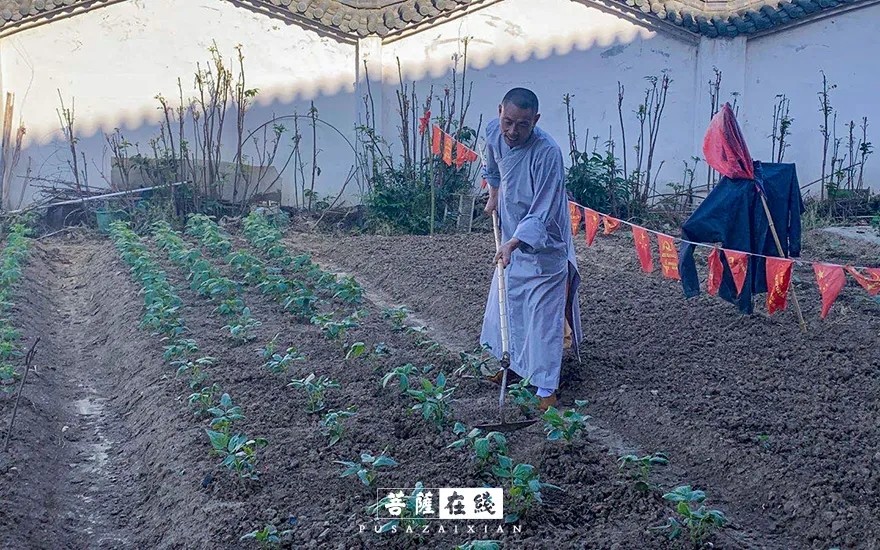 摄影-关门闭寺百余天,各大寺院僧众实修生活集锦 摄影-关门闭寺百余天,各大寺院僧众实修生活集锦