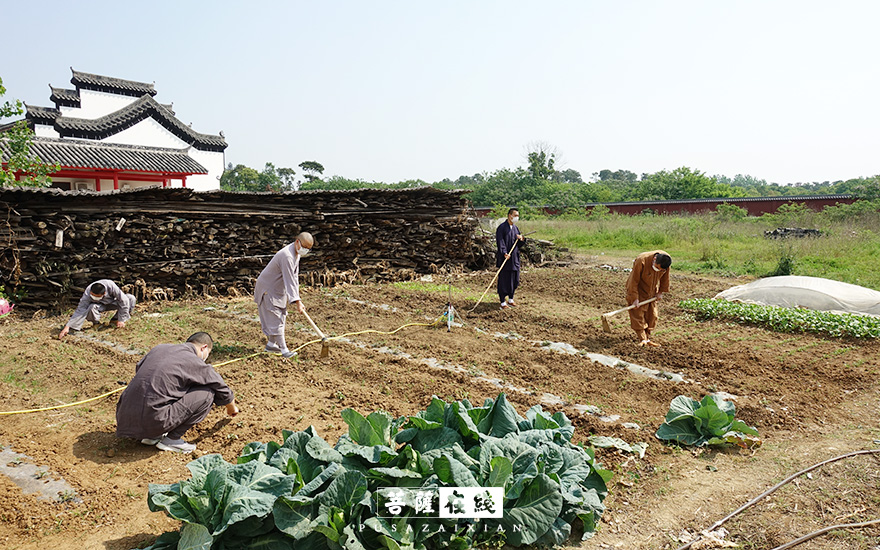 摄影-关门闭寺百余天,各大寺院僧众实修生活集锦 摄影-关门闭寺百余天,各大寺院僧众实修生活集锦