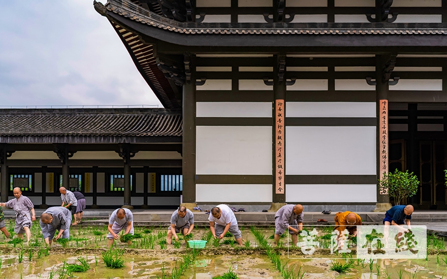 峨眉山-农禅并重 峨眉山僧众员工赴光明寺出坡插秧