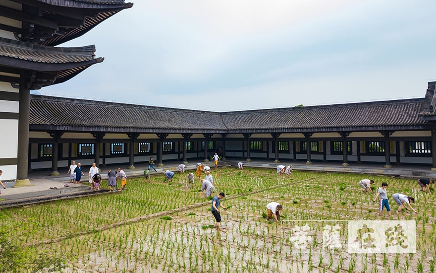 峨眉山-农禅并重 峨眉山僧众员工赴光明寺出坡插秧