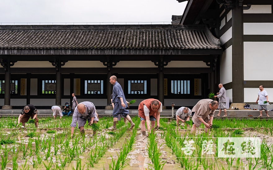 峨眉山-农禅并重 峨眉山僧众员工赴光明寺出坡插秧