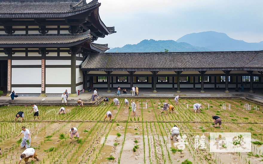 峨眉山-农禅并重 峨眉山僧众员工赴光明寺出坡插秧
