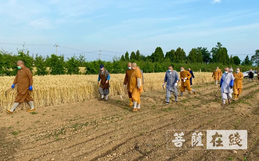 佛教-农禅并重 学修相融：法门寺宽严法师带领佛学院学员出坡
