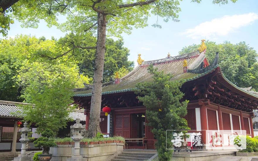 走进光孝寺丨第七期：诃林留香（中英双语）