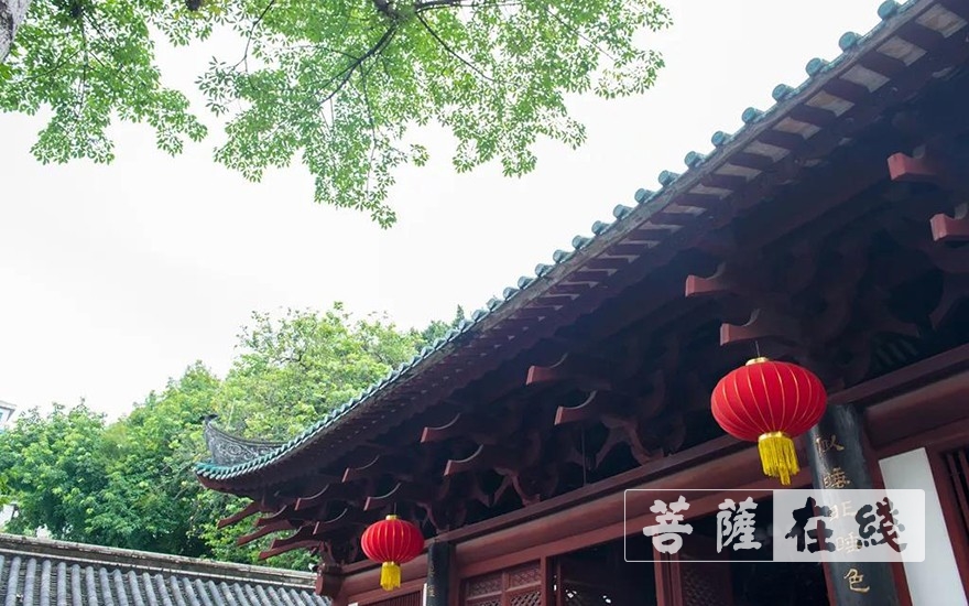 走进光孝寺丨第七期：诃林留香（中英双语）