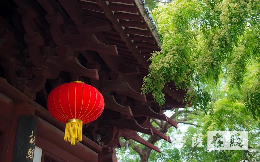 走进光孝寺丨第七期：诃林留香（中英双语）
