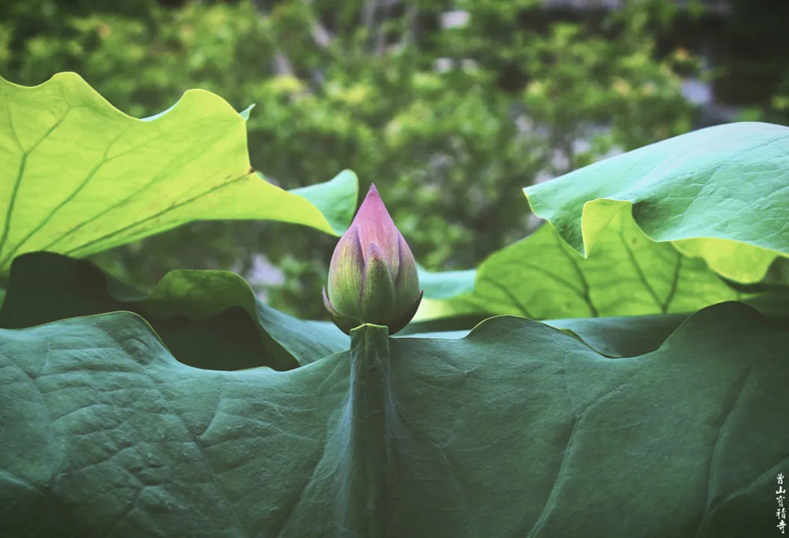 莲花-曹山赏莲：看取莲花净，应知不染心