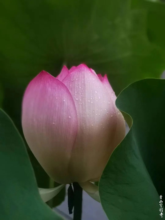 莲花-曹山赏莲：看取莲花净，应知不染心