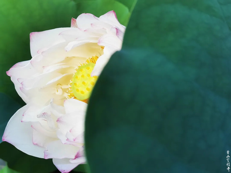 莲花-曹山赏莲：看取莲花净，应知不染心