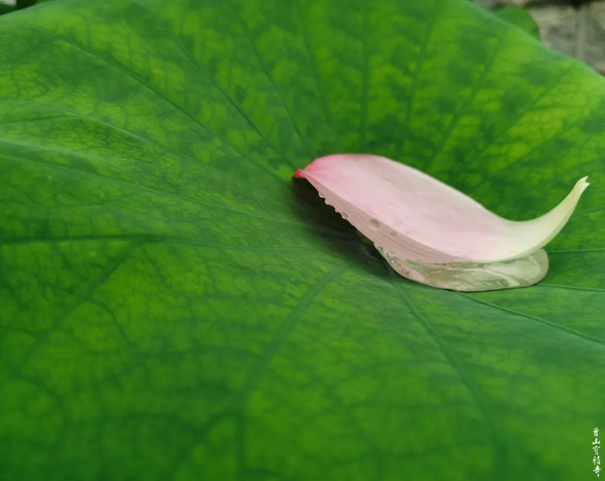 莲花-曹山赏莲：看取莲花净，应知不染心