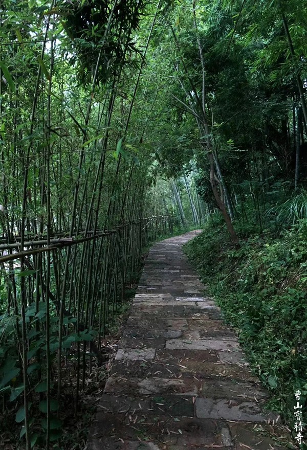 莲花-曹山赏莲：看取莲花净，应知不染心
