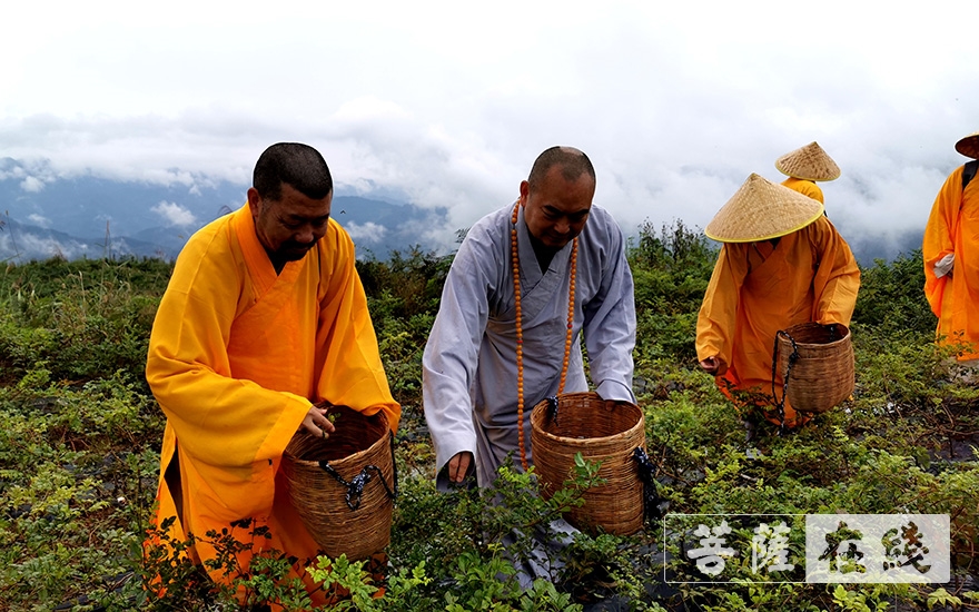 怀梵大和尚图片