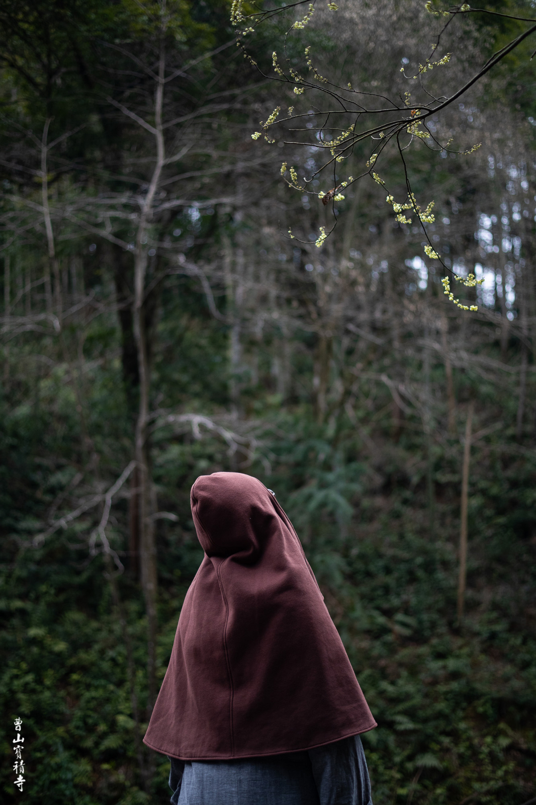 佛教-赏福梅 写春联 曹山宝积寺喜迎新春