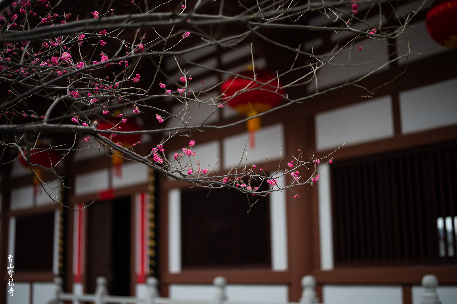 佛教-赏福梅 写春联 曹山宝积寺喜迎新春