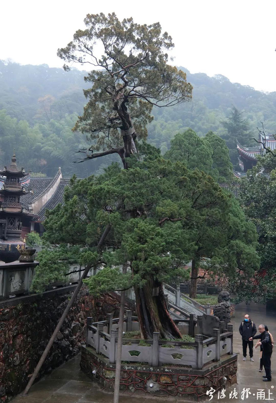 天童寺-宁波天童寺1260岁唐柏经救治后复荣