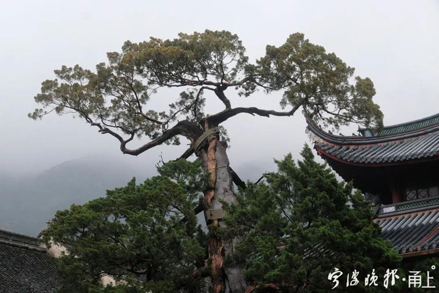 天童寺-宁波天童寺1260岁唐柏经救治后复荣