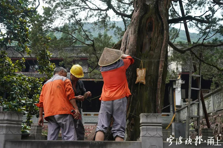 天童寺-宁波天童寺1260岁唐柏经救治后复荣