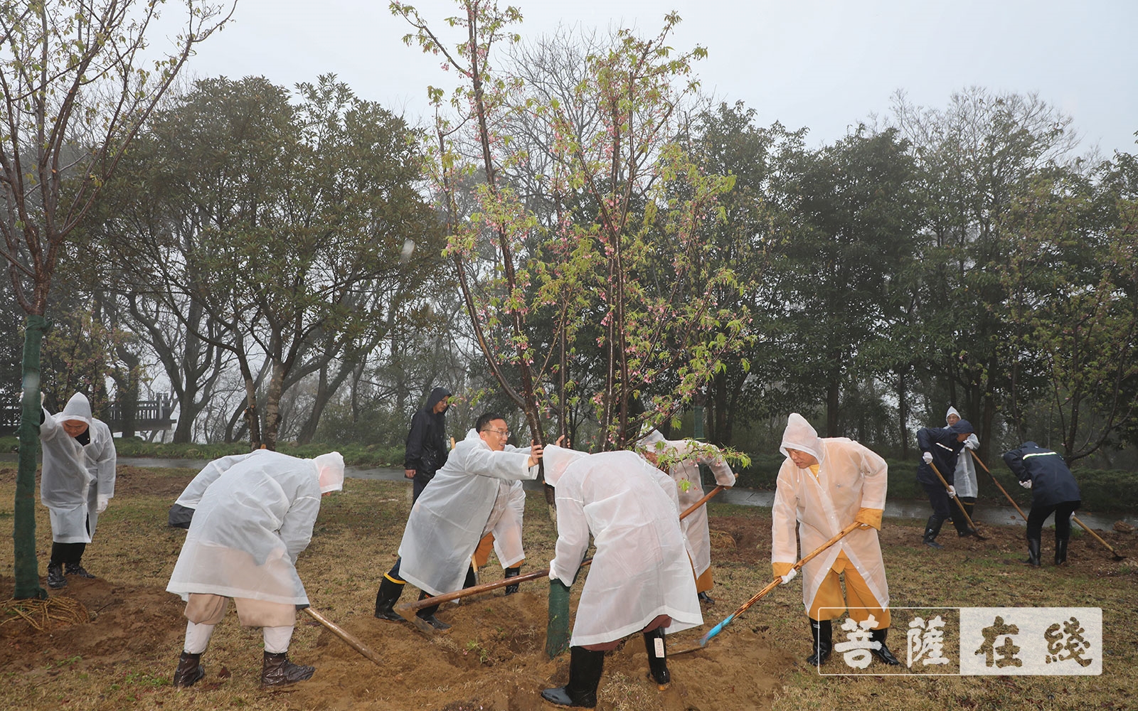 普陀山-道慈大和尚一行参加普陀山2021年春季义务植树活动