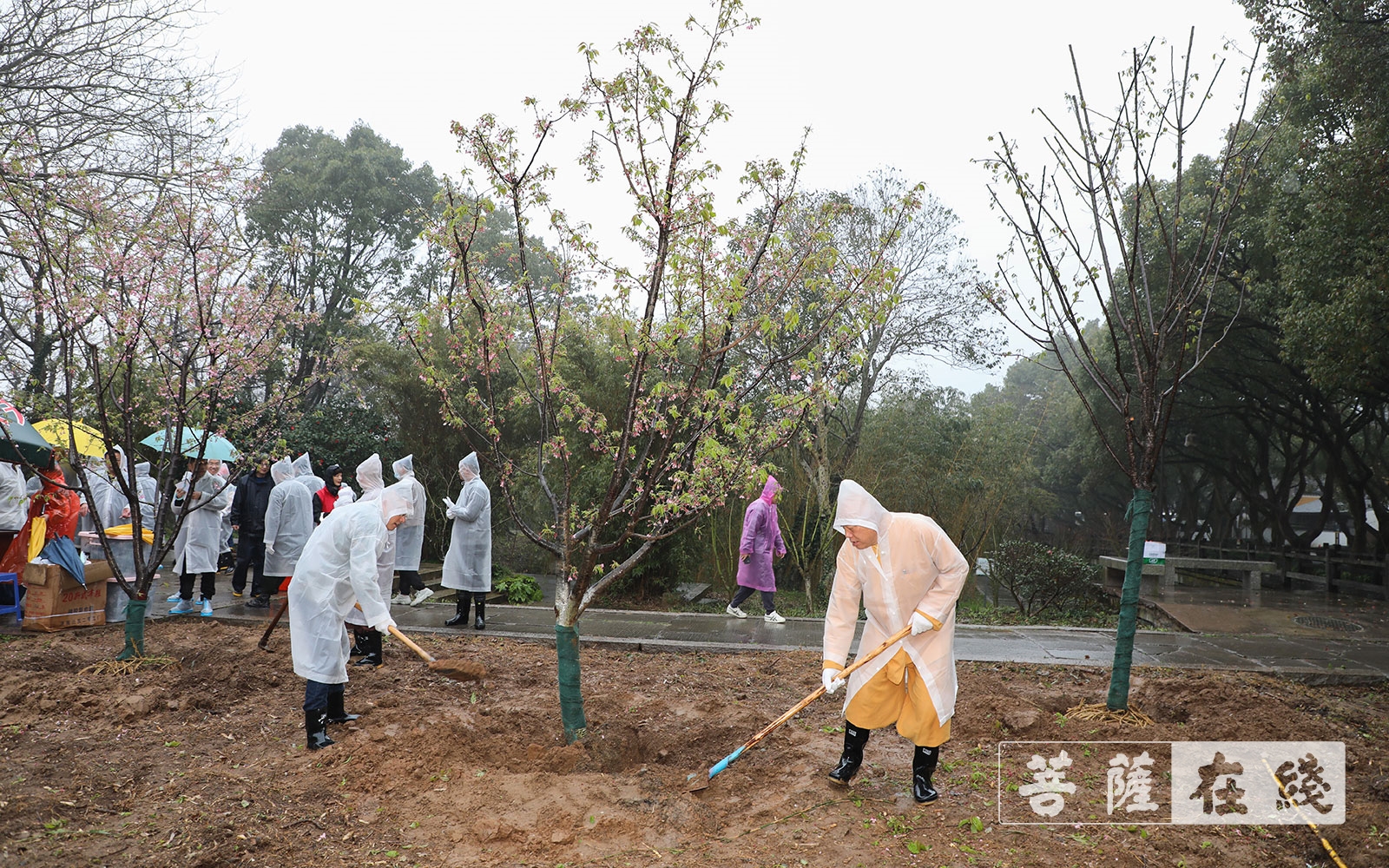 普陀山-道慈大和尚一行参加普陀山2021年春季义务植树活动