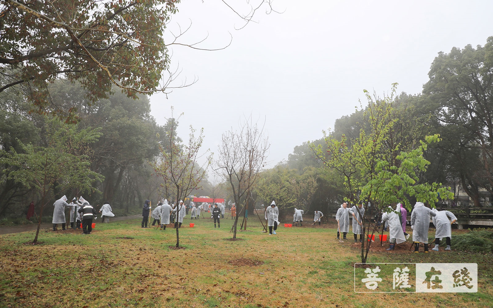 普陀山-道慈大和尚一行参加普陀山2021年春季义务植树活动