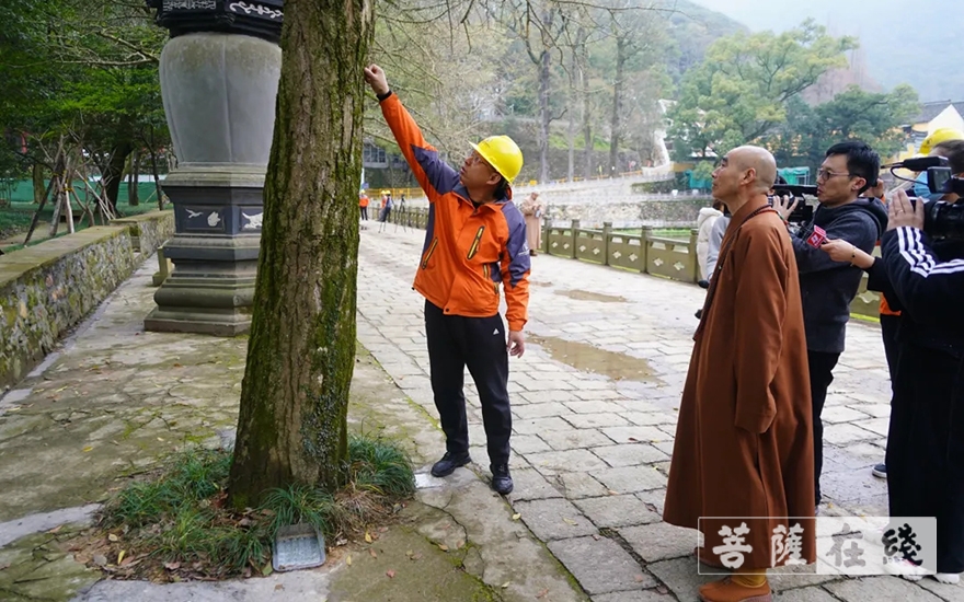 植树节-第43个植树节！宁波天童禅寺开展维护古银杏树活动