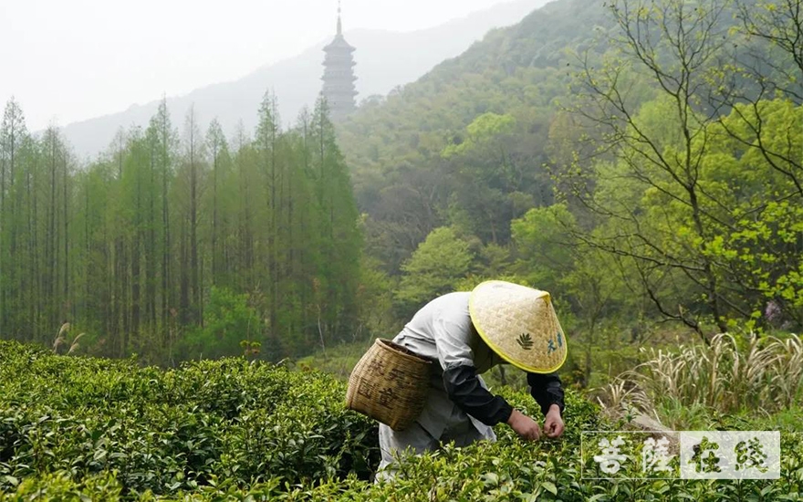 佛教-续百丈农禅 倡现代茶风——宁波天童禅寺常住法师出坡采“明前茶”