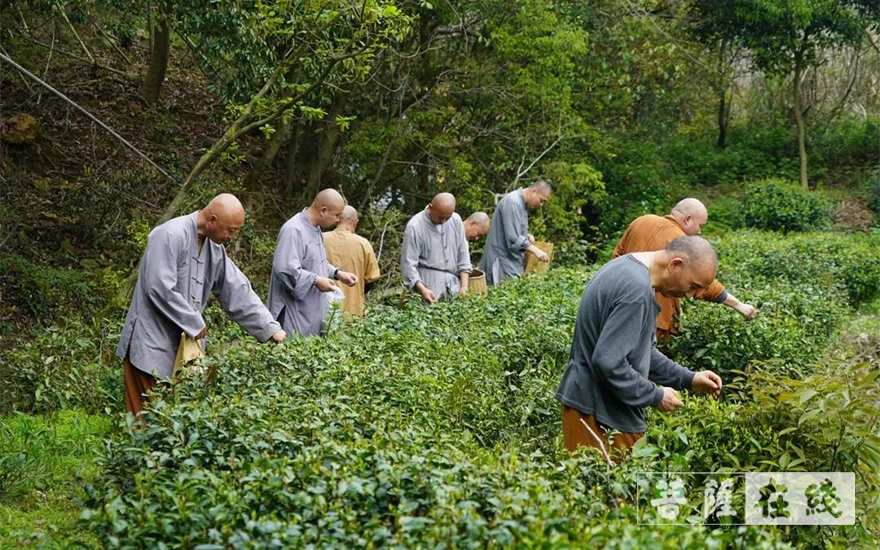 佛教-续百丈农禅 倡现代茶风——宁波天童禅寺常住法师出坡采“明前茶”