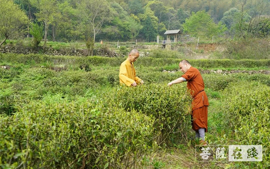 佛教-续百丈农禅 倡现代茶风——宁波天童禅寺常住法师出坡采“明前茶”