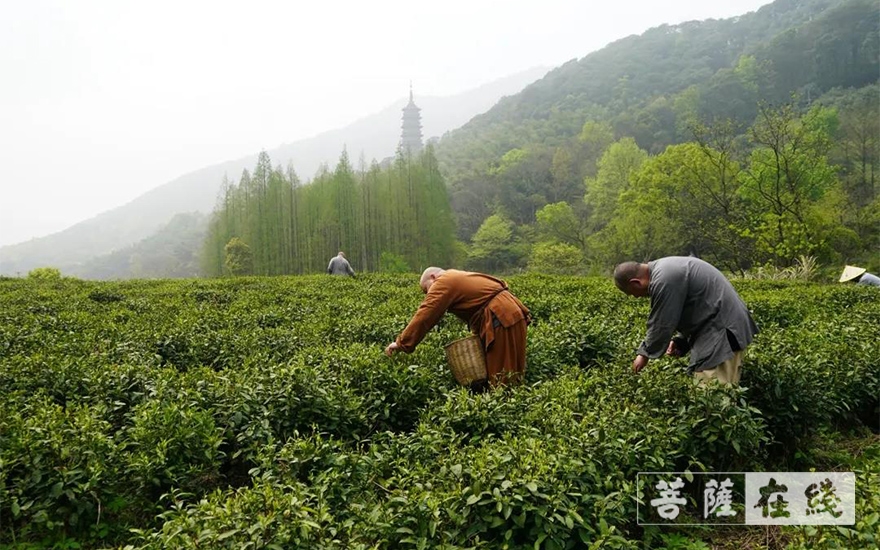佛教-续百丈农禅 倡现代茶风——宁波天童禅寺常住法师出坡采“明前茶”