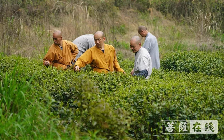 佛教-续百丈农禅 倡现代茶风——宁波天童禅寺常住法师出坡采“明前茶”