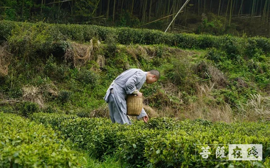 佛教-续百丈农禅 倡现代茶风——宁波天童禅寺常住法师出坡采“明前茶”