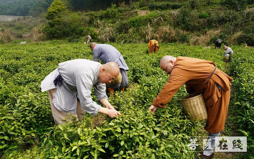 佛教-续百丈农禅 倡现代茶风——宁波天童禅寺常住法师出坡采“明前茶”