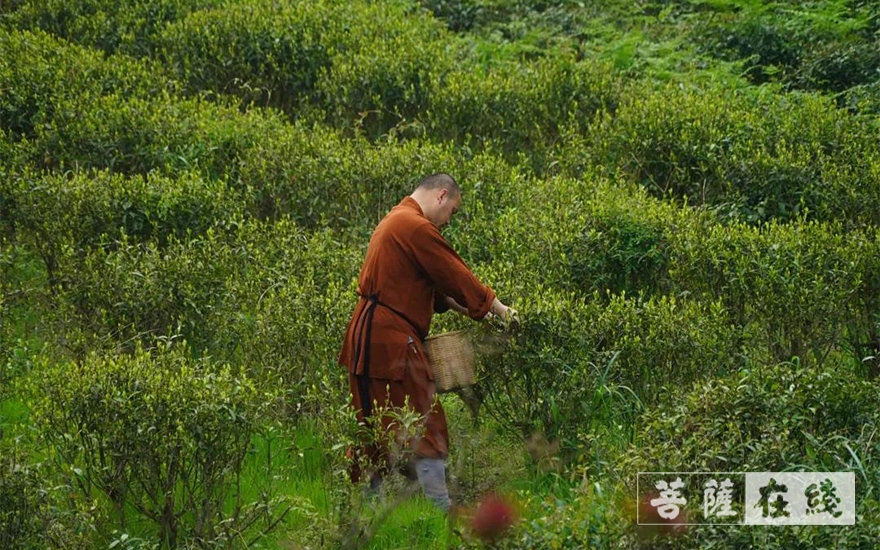 佛教-续百丈农禅 倡现代茶风——宁波天童禅寺常住法师出坡采“明前茶”