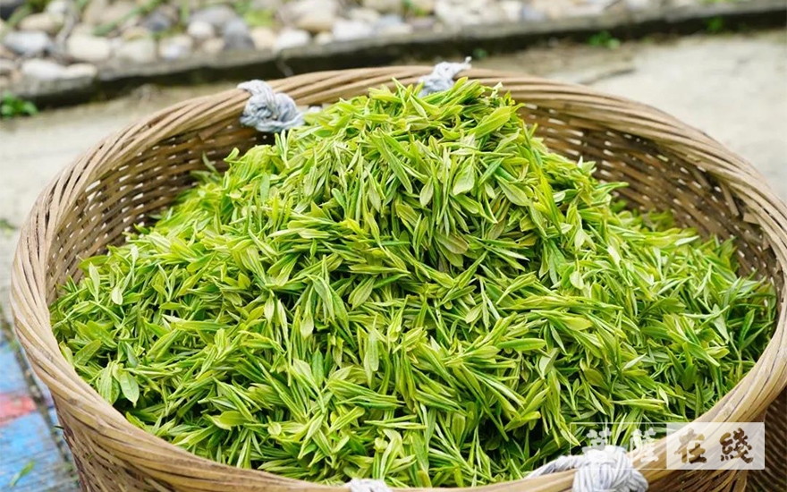 佛教-续百丈农禅 倡现代茶风——宁波天童禅寺常住法师出坡采“明前茶”