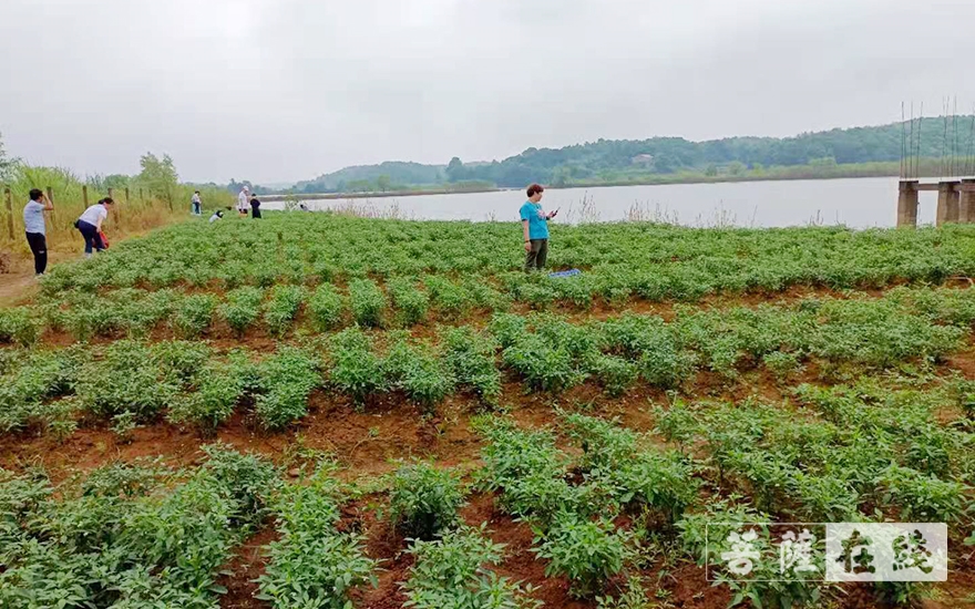 佛教-湖南省佛教协会副会长明良法师一行前往湘阴法华古寺考察