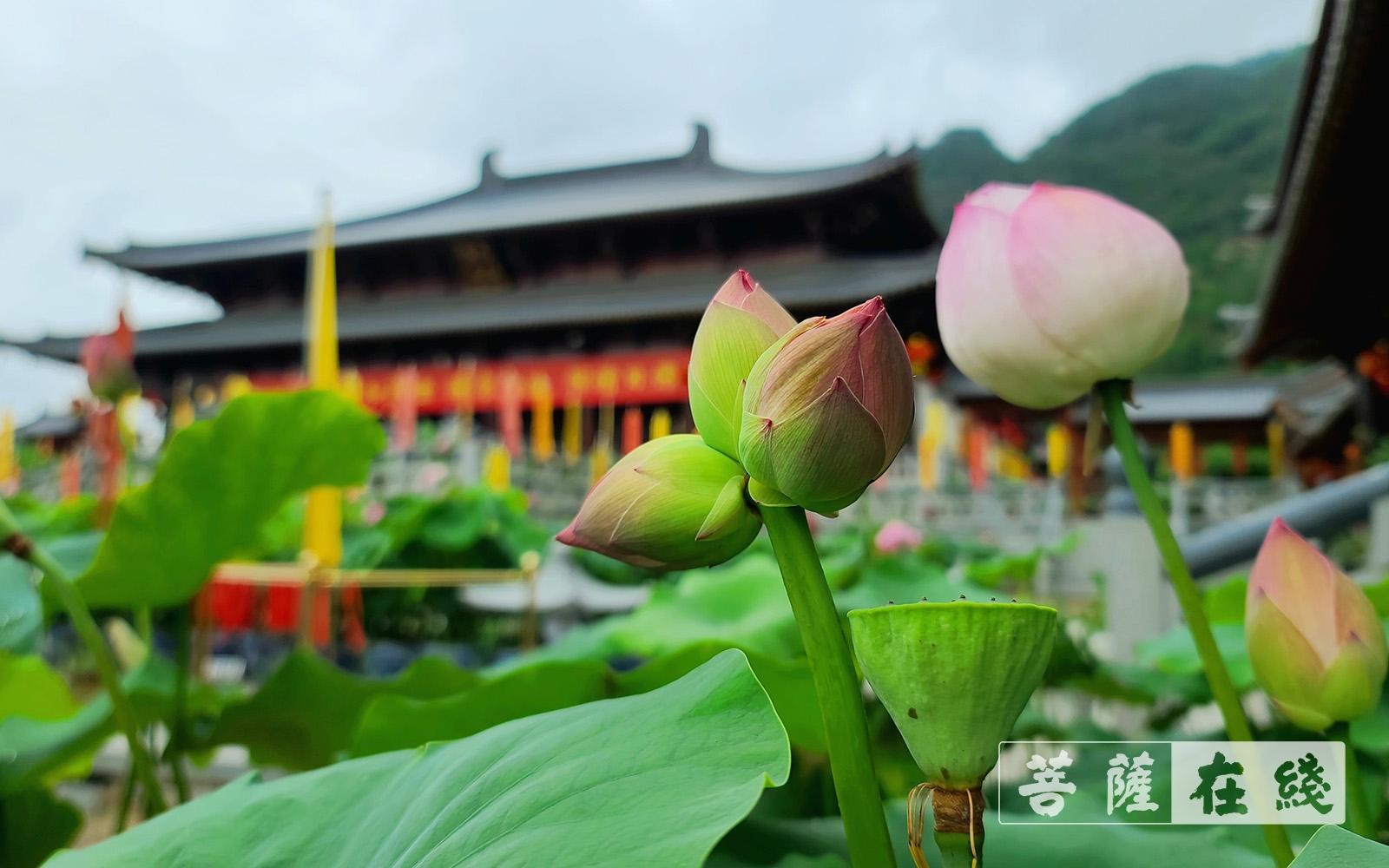 并蒂莲-天台山护国寺并蒂莲花开