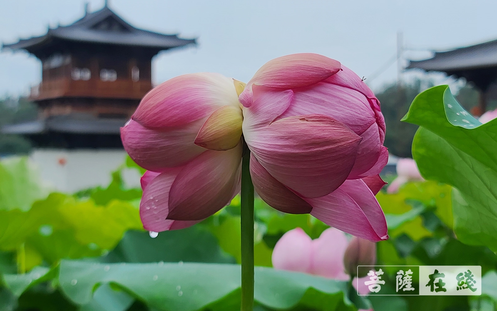 天台山護國寺並蒂蓮花開