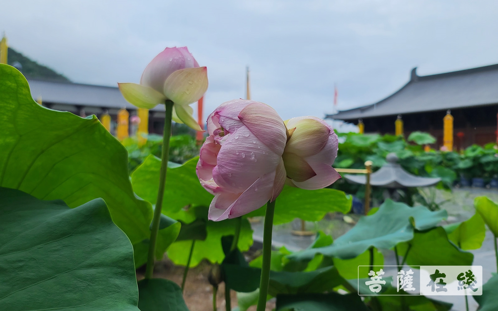 并蒂莲-天台山护国寺并蒂莲花开