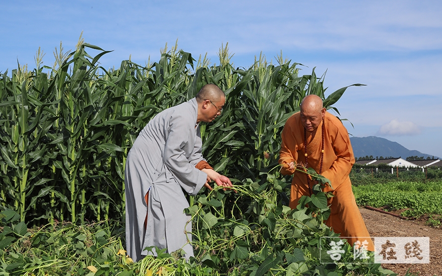 佛教-普济福田 农禅并重——道慈大和尚带领全体僧众出坡劳作