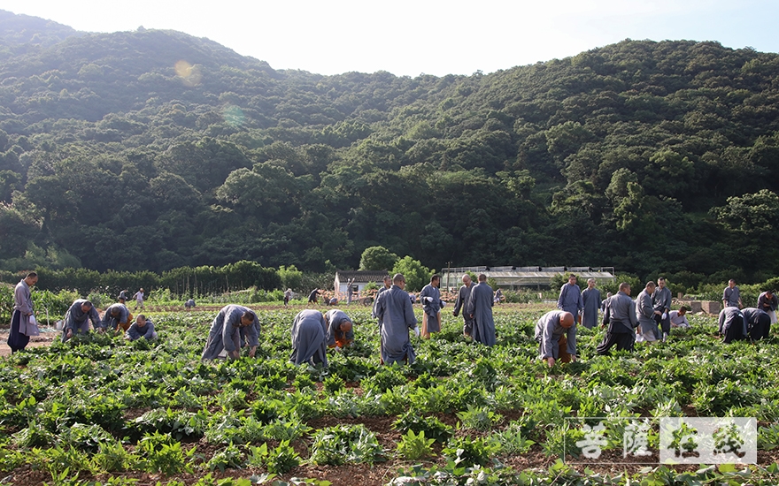 佛教-普济福田 农禅并重——道慈大和尚带领全体僧众出坡劳作