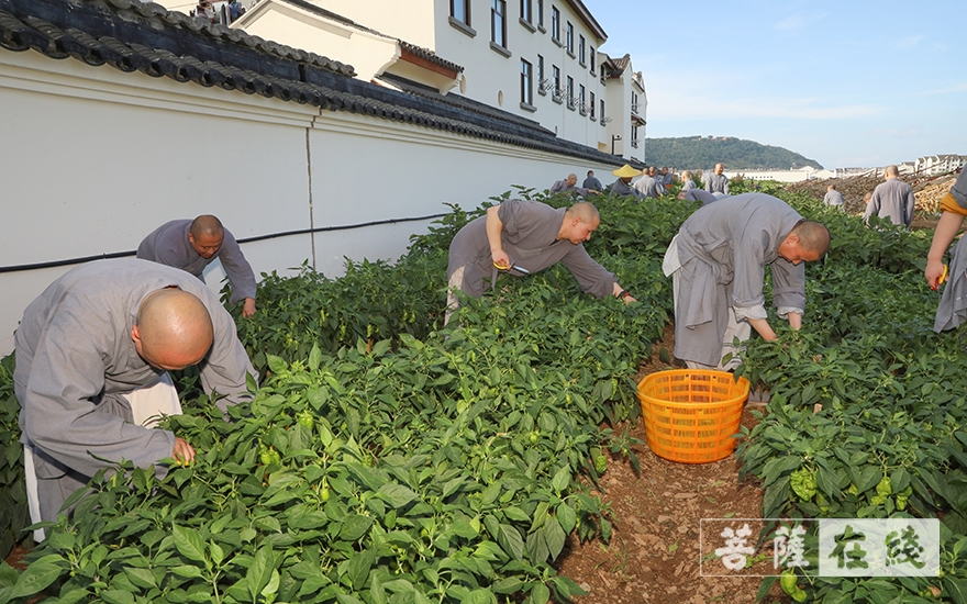 佛教-普济福田 农禅并重——道慈大和尚带领全体僧众出坡劳作