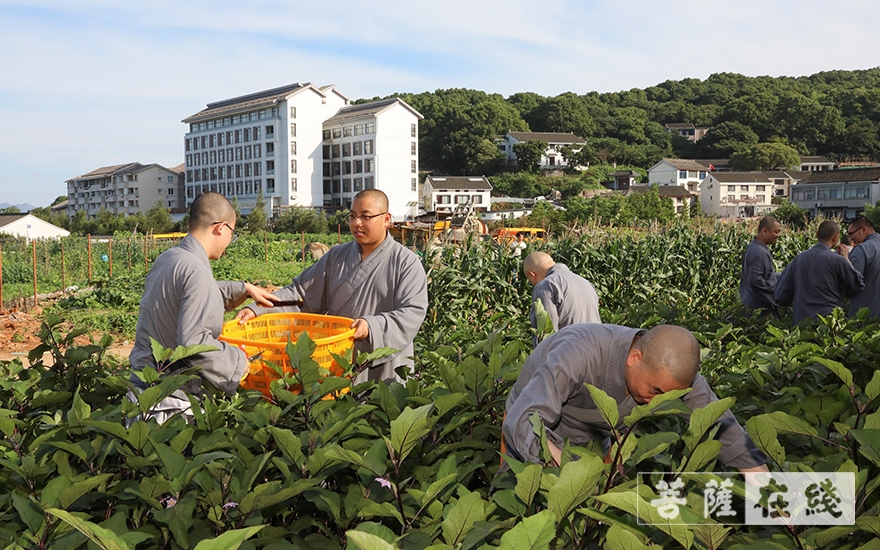 佛教-普济福田 农禅并重——道慈大和尚带领全体僧众出坡劳作