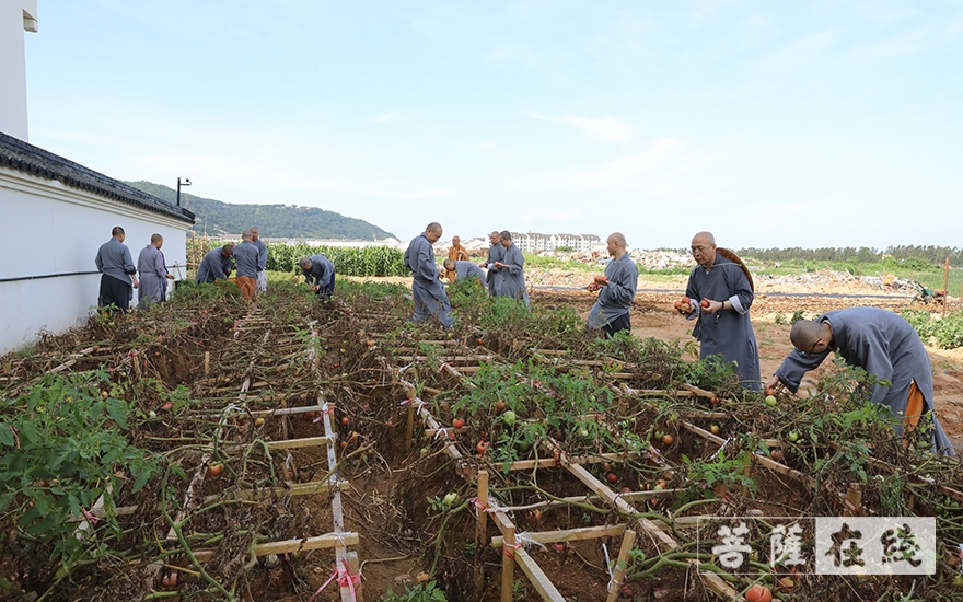 佛教-普济福田 农禅并重——道慈大和尚带领全体僧众出坡劳作
