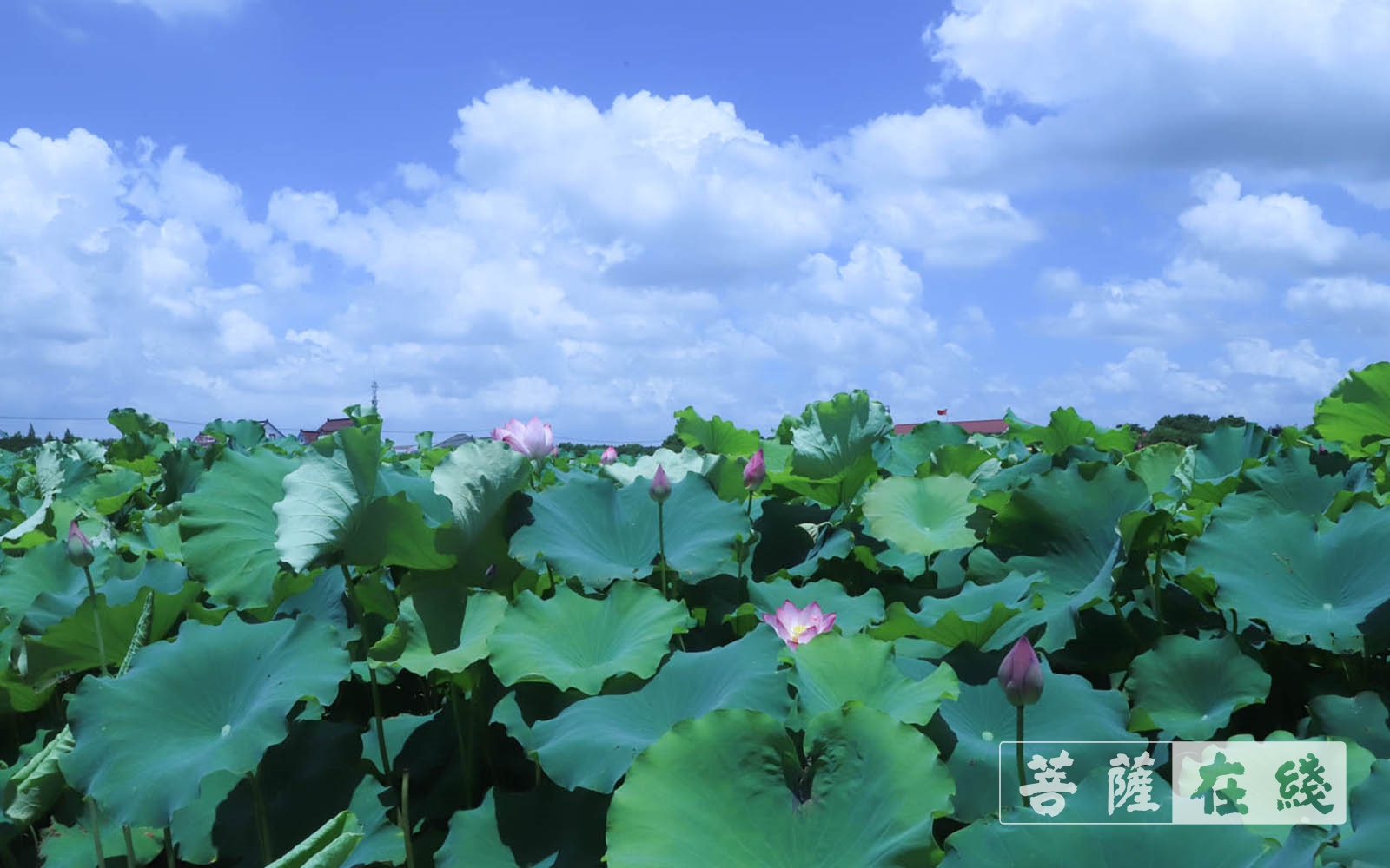 佛教-上海隆庆寺举行书画“荷”影、人文“养”心 ——庆祝建党百年文化活动