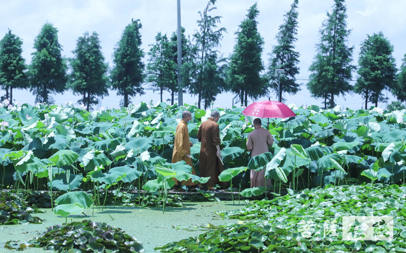 佛教-上海隆庆寺举行书画“荷”影、人文“养”心 ——庆祝建党百年文化活动