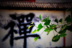 以中国佛教为“黄金纽带”凝聚力量友好交流