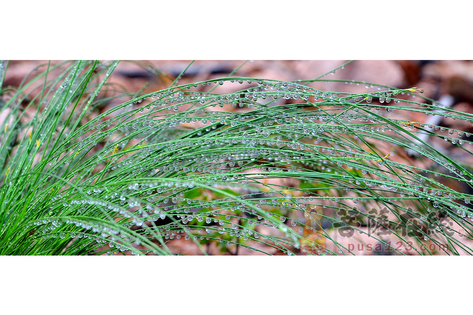 天降甘露(作品编号:92061)