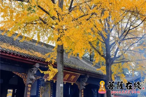 文殊院-四川大学“静心感悟之旅”前往成都文殊院参访